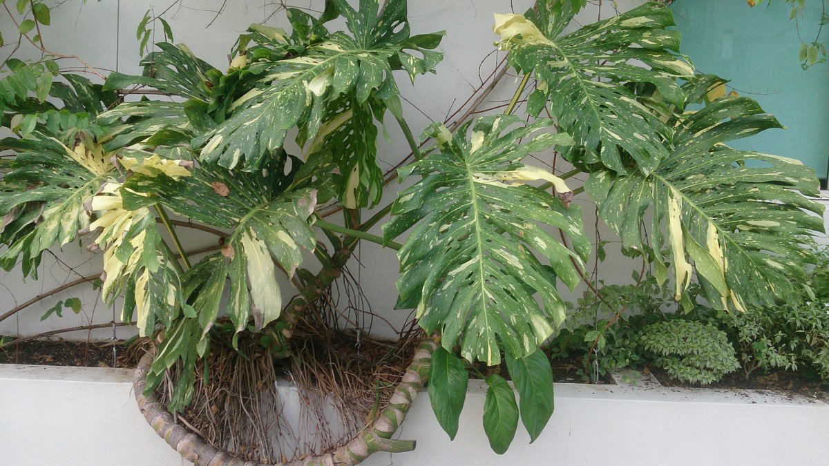 Real photo of Monstera deliciosa Albo-Variegata with white and green leaves