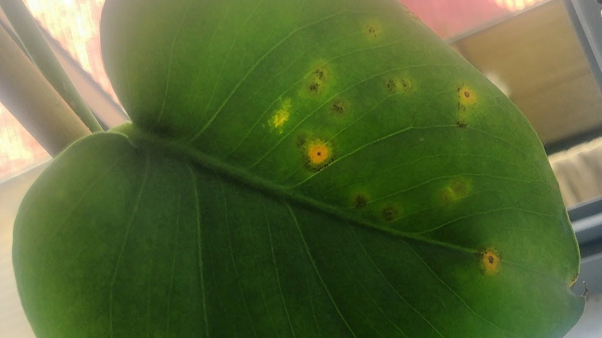 A real Monstera leaf with yellow and brown spots near a bright window