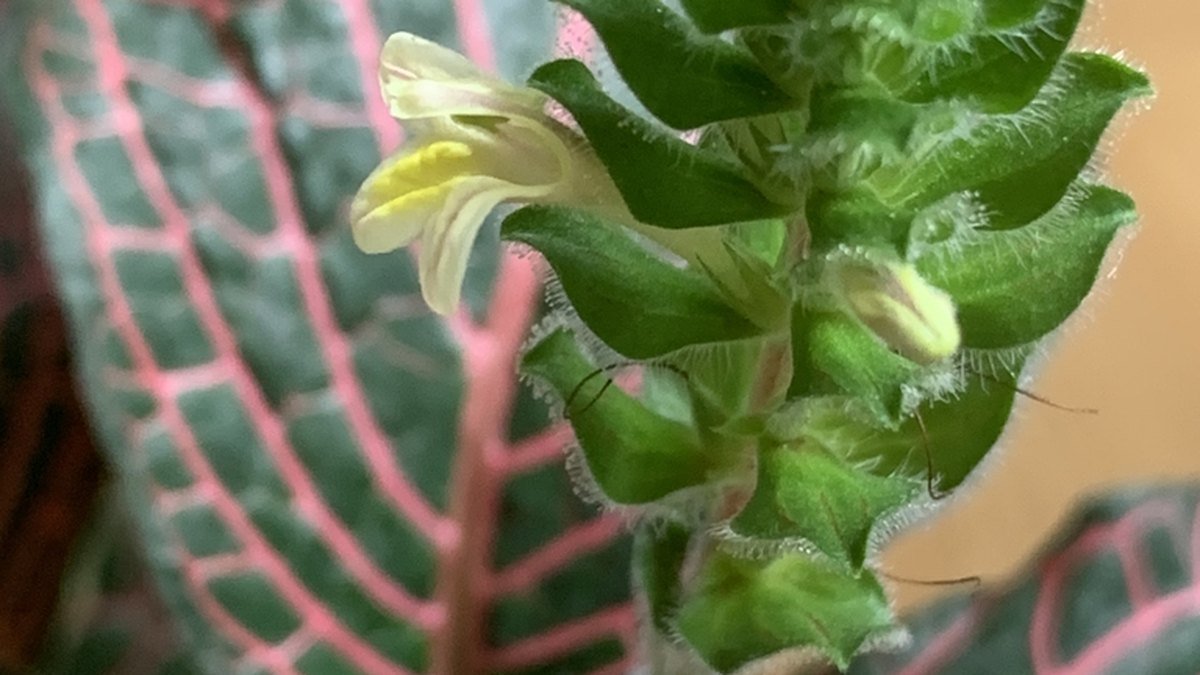 A real nerve plant flower spike above green and pink-veined leaves