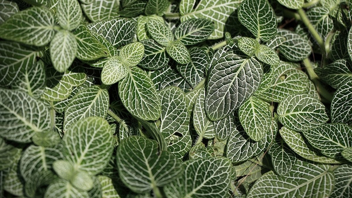 A real white-veined nerve plant with dense green leaves