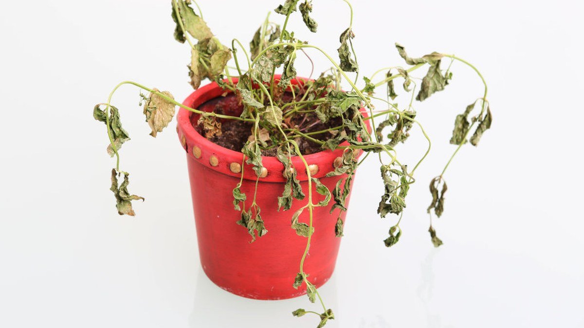A real wilted potted plant with dry curled leaves