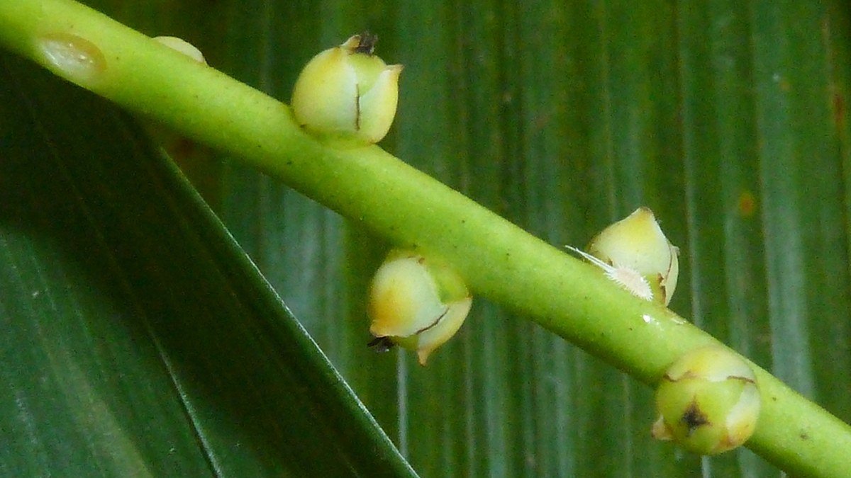 A real parlor palm inflorescence stem with small rounded buds