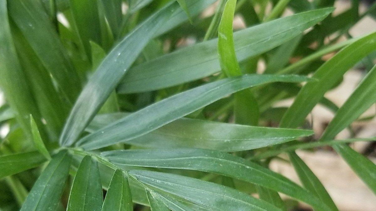 A real close-up of parlor palm leaflets showing narrow green foliage