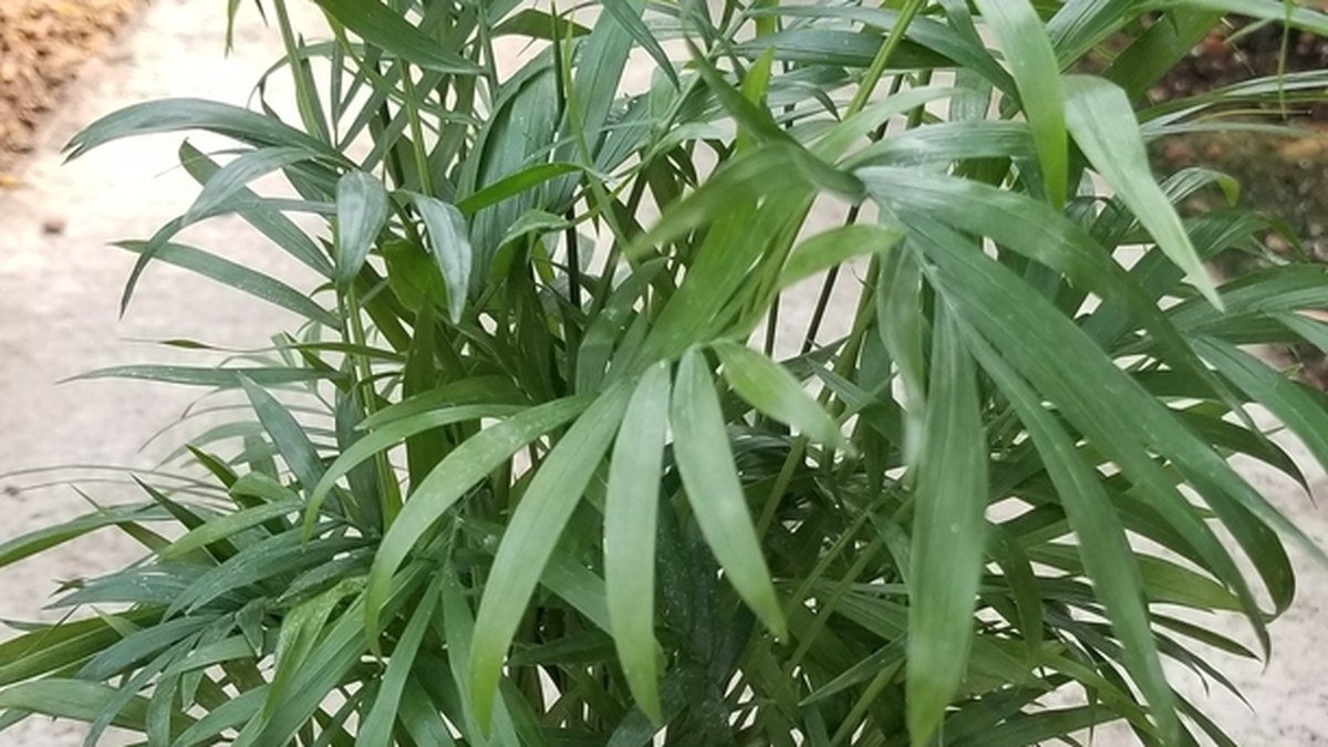 A real parlor palm houseplant with narrow green leaflets