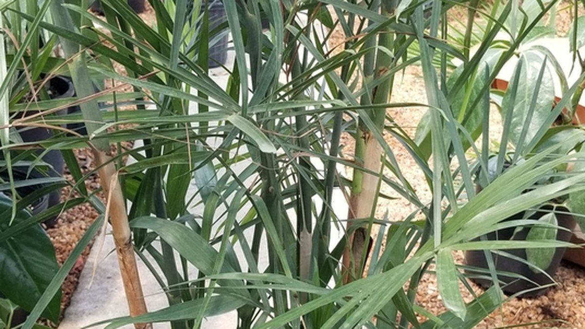 A real bamboo palm houseplant with many cane-like stems and green leaflets