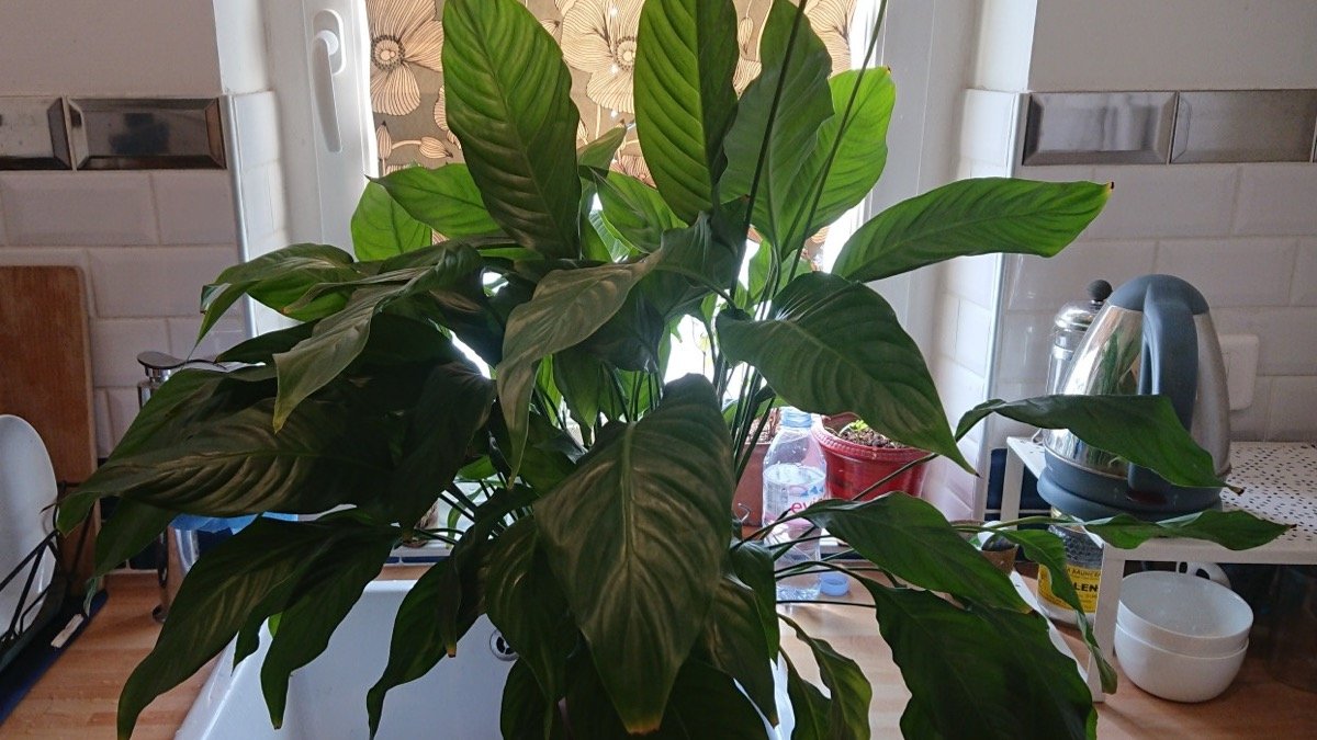 A real peace lily with several drooping leaves on one side