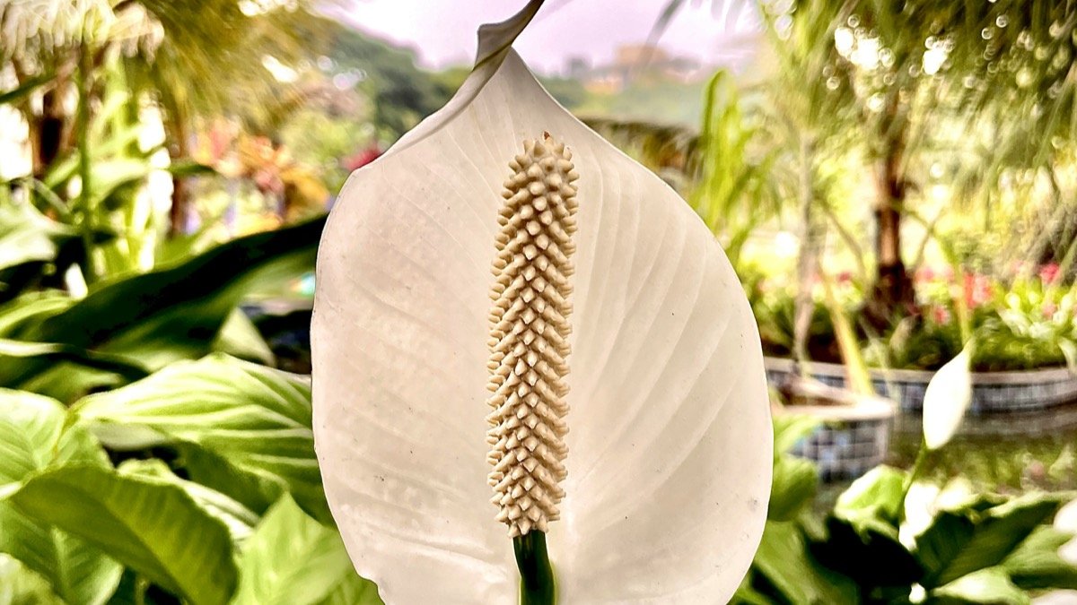 A real white peace lily spathe with glossy green foliage