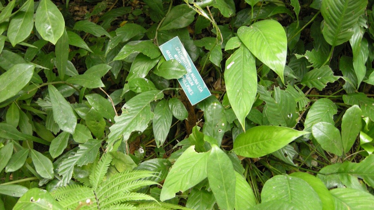 Real photo of Spathiphyllum Mauna Loa foliage in a shaded garden bed