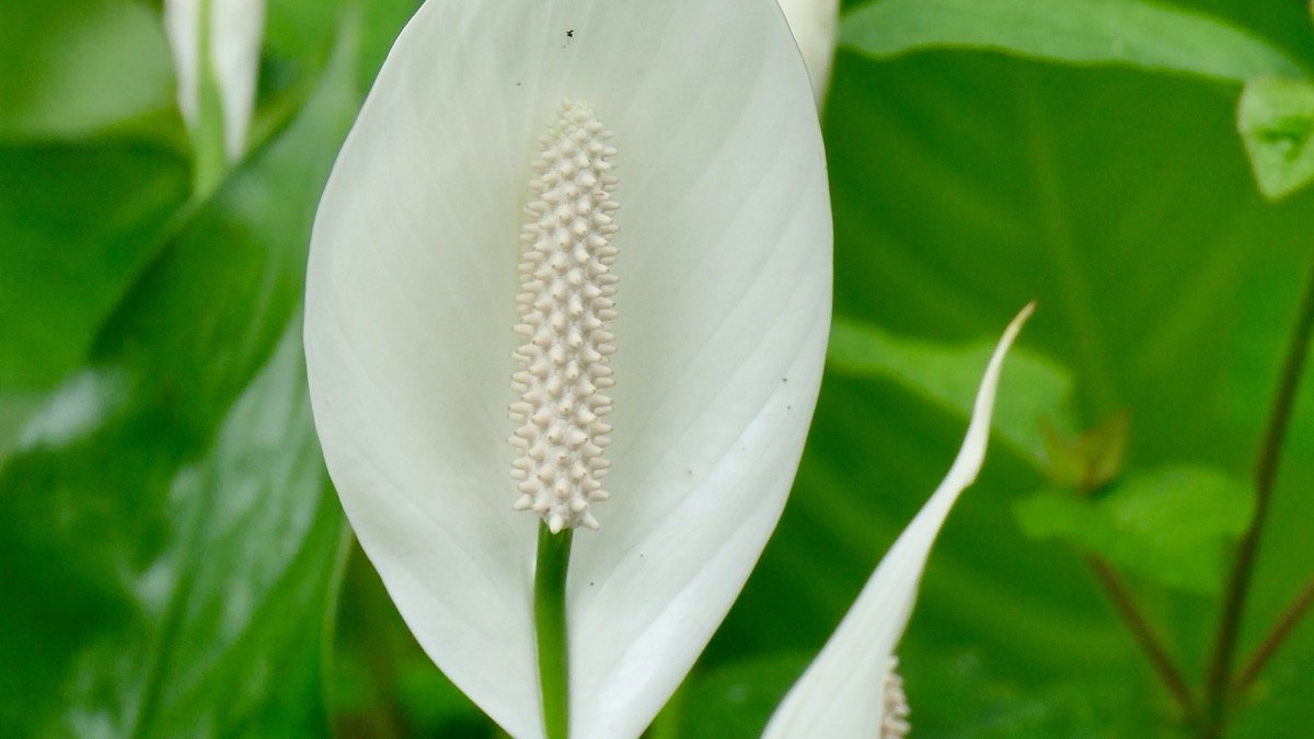 Real photo of Spathiphyllum wallisii white spathes and green foliage