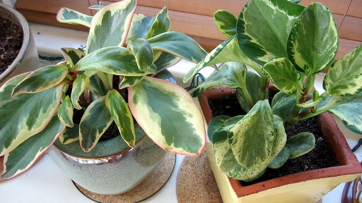 Real potted variegated peperomia houseplants near a window