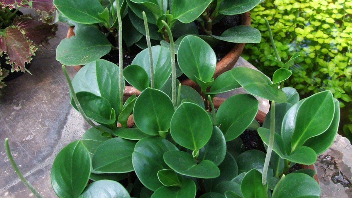 A real baby rubber plant peperomia with glossy round green leaves