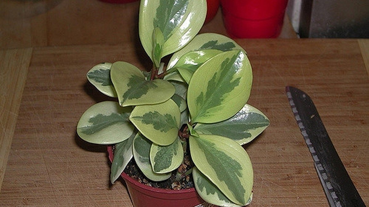 A real variegated baby rubber plant peperomia with cream and green leaves