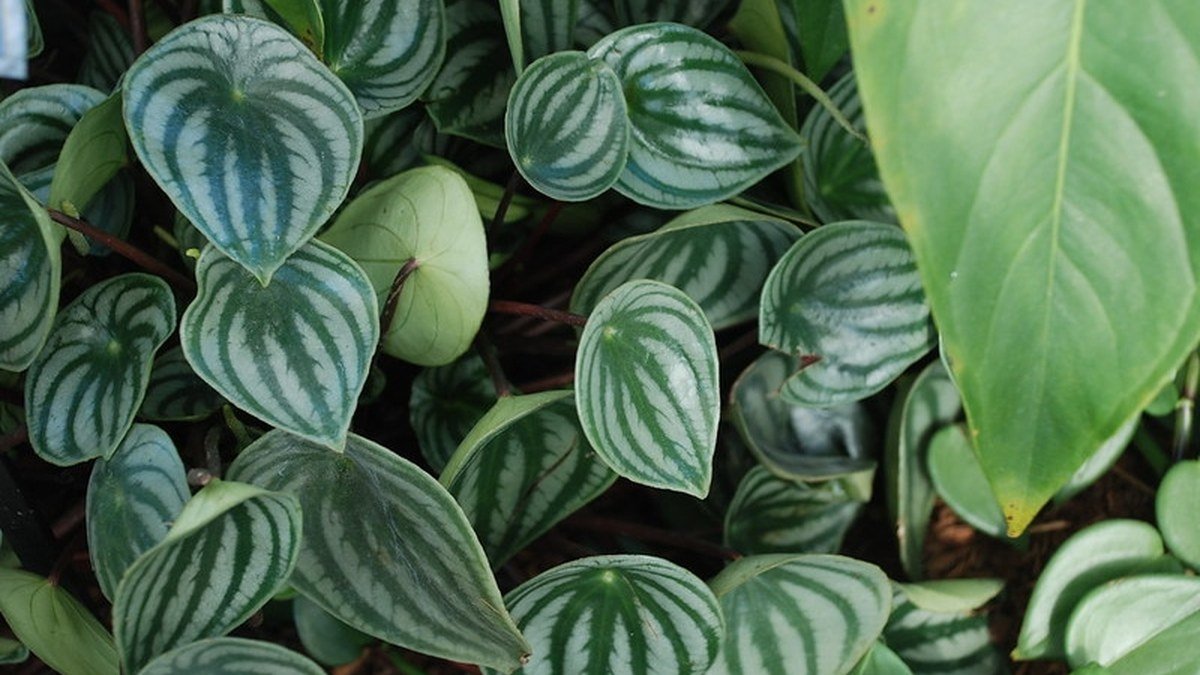 A real watermelon peperomia with round silver-striped leaves