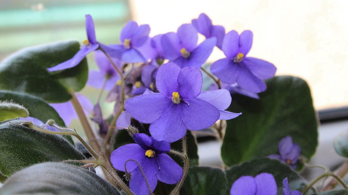 Real African violet flowers above fuzzy green leaves