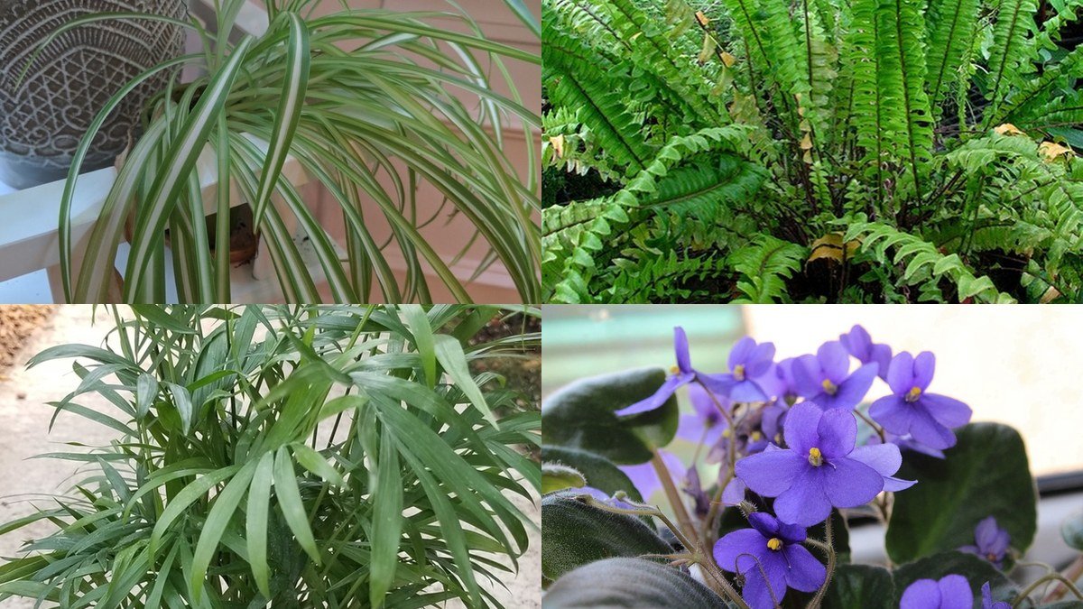 A collage of real pet-safe houseplants including spider plant, Boston fern, parlor palm, and African violet