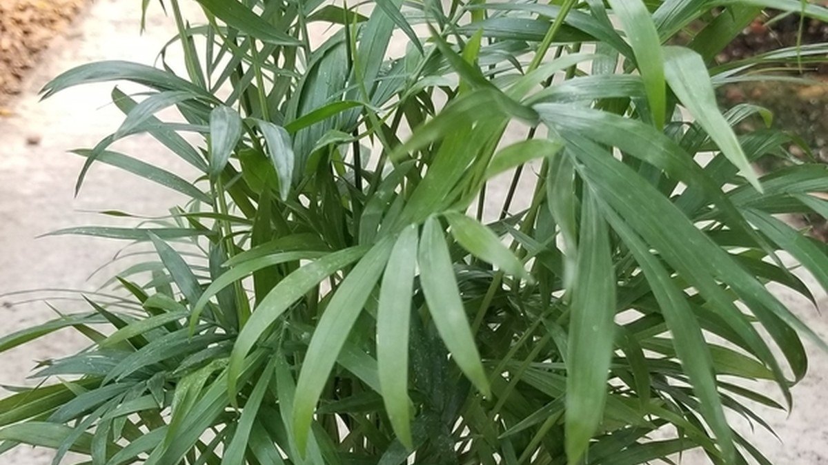 Real parlor palm foliage with narrow green leaflets