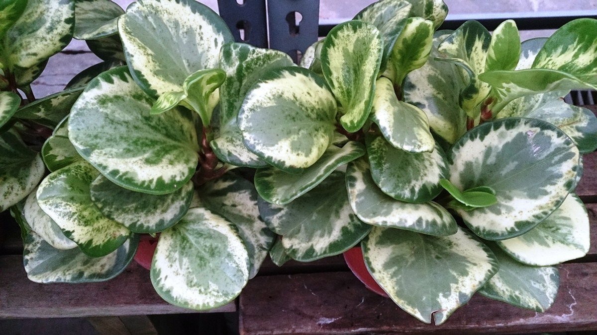 Real baby rubber plant peperomia with rounded glossy green leaves