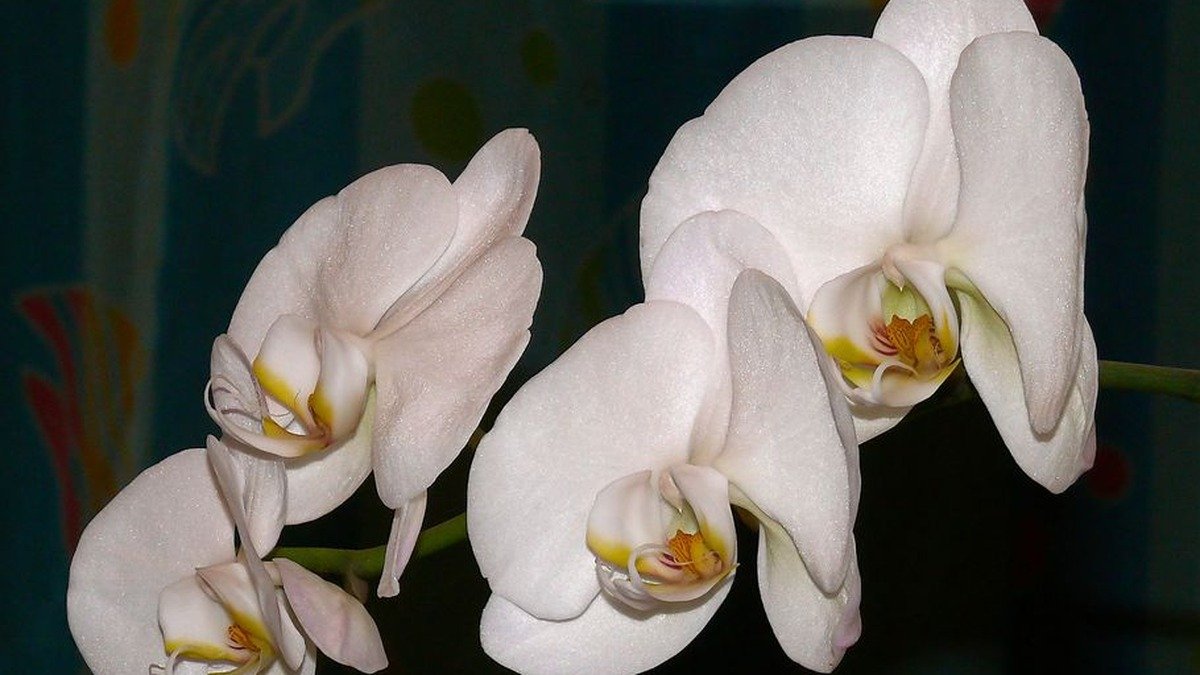 Real white Phalaenopsis aphrodite moth orchid flowers