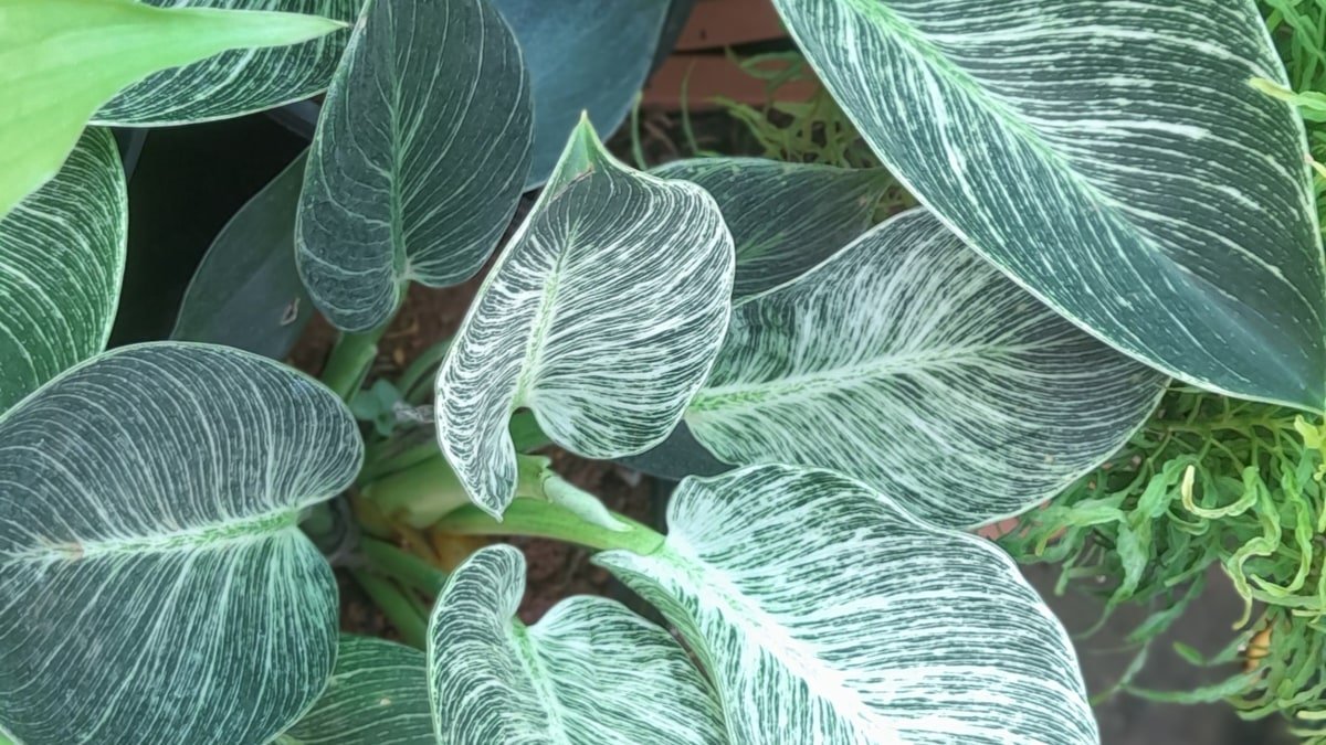 A real Philodendron Birkin plant with glossy green leaves and white pinstripes
