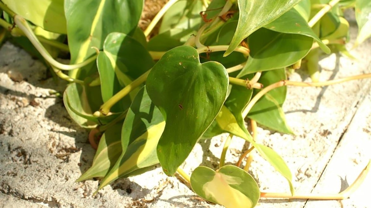 A real Philodendron Brasil vine with green heart-shaped leaves and yellow variegation