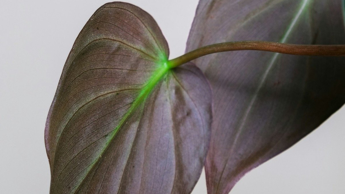 Close real photo of velvety Philodendron Micans leaves with green veins and bronze-purple color