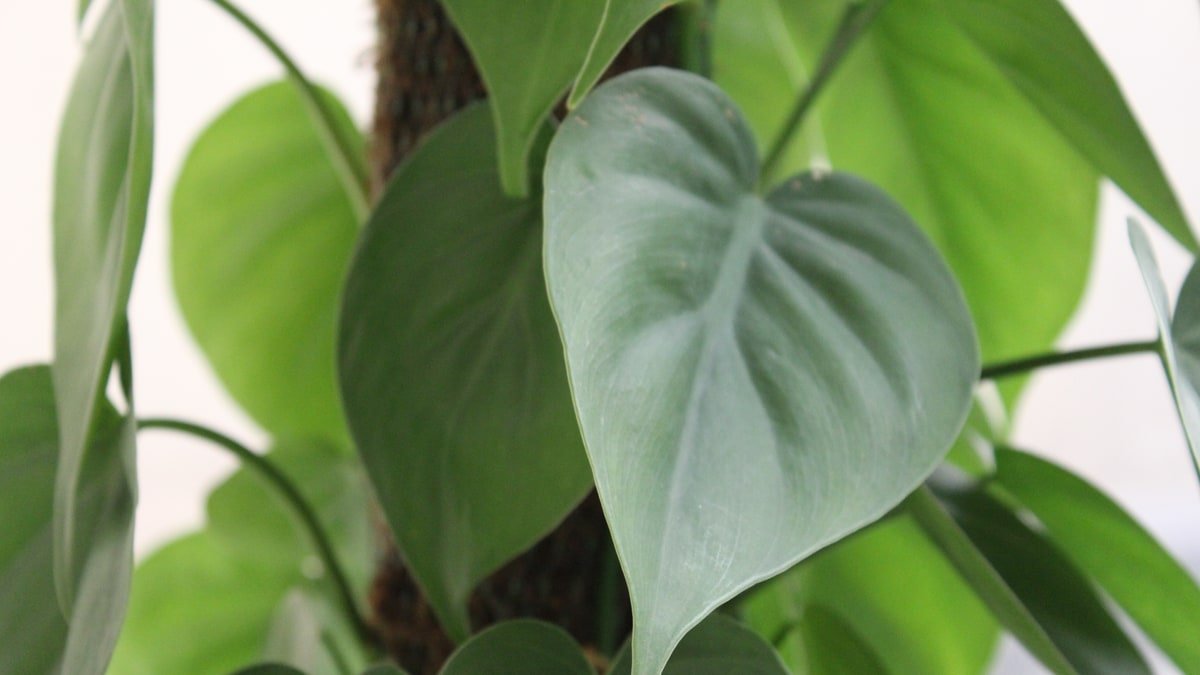 Real Philodendron foliage used as a healthy green reference when diagnosing yellow leaves