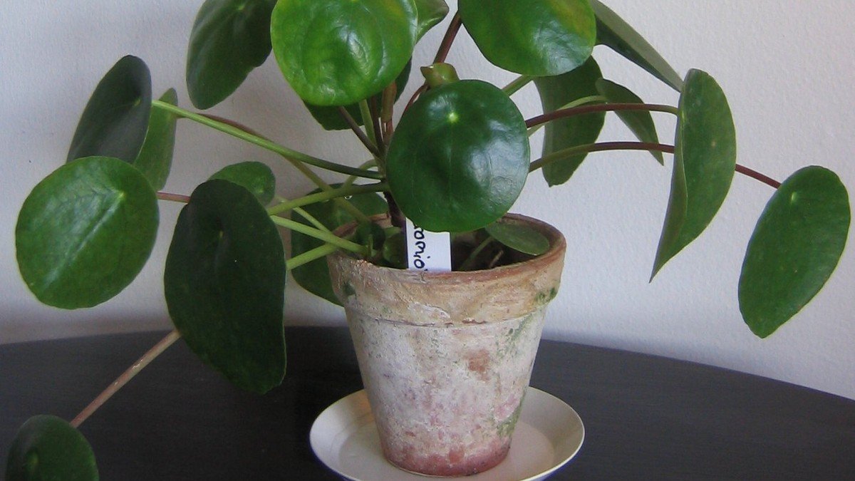 Real Chinese money plant with round green leaves in a terracotta pot