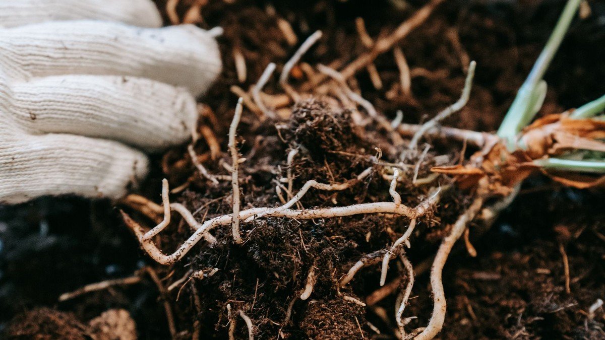 Gloved hands checking a houseplant root ball and potting material during repotting
