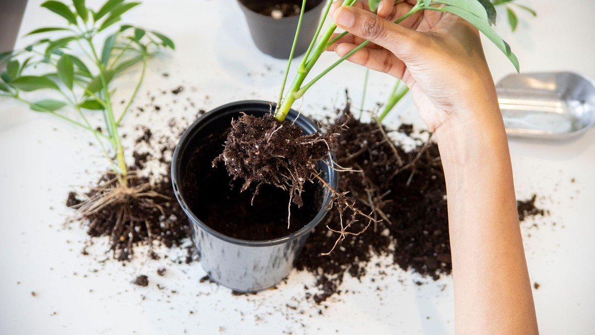 Hands holding a houseplant root ball above a pot during repotting
