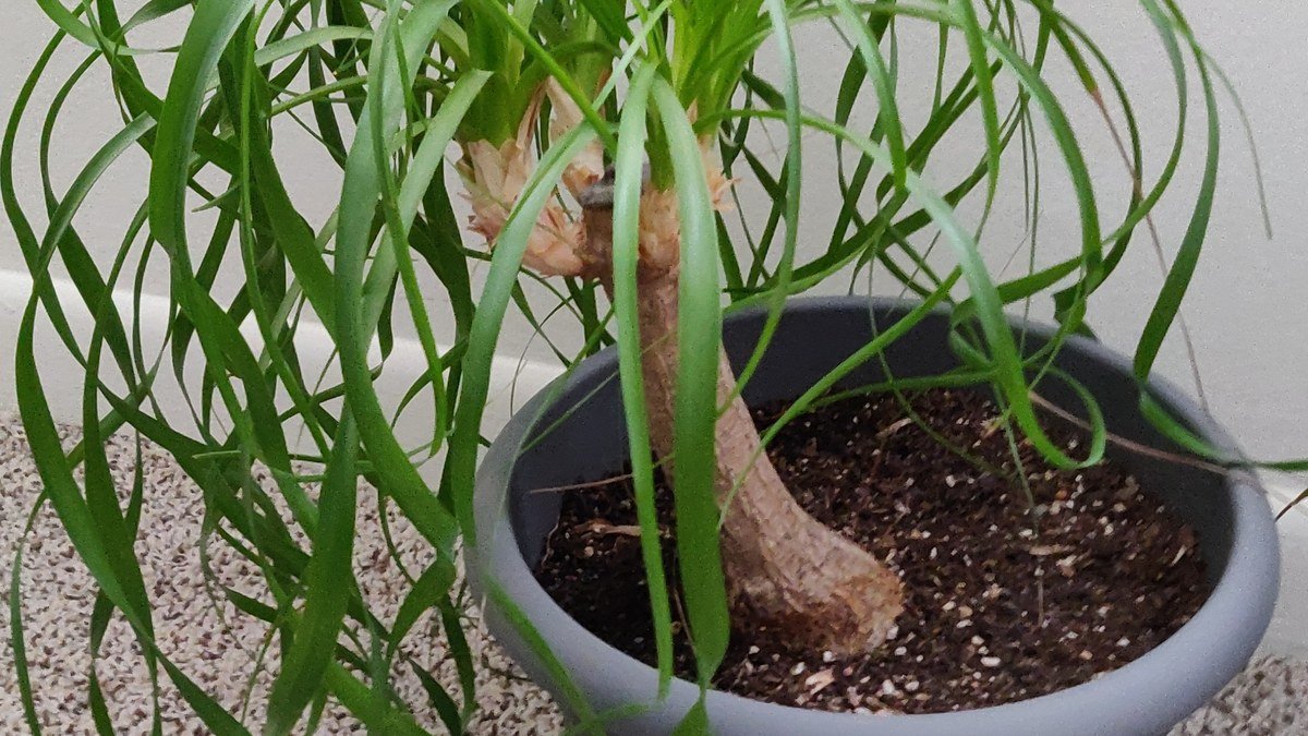 A real potted ponytail palm houseplant with a swollen base and arching leaves