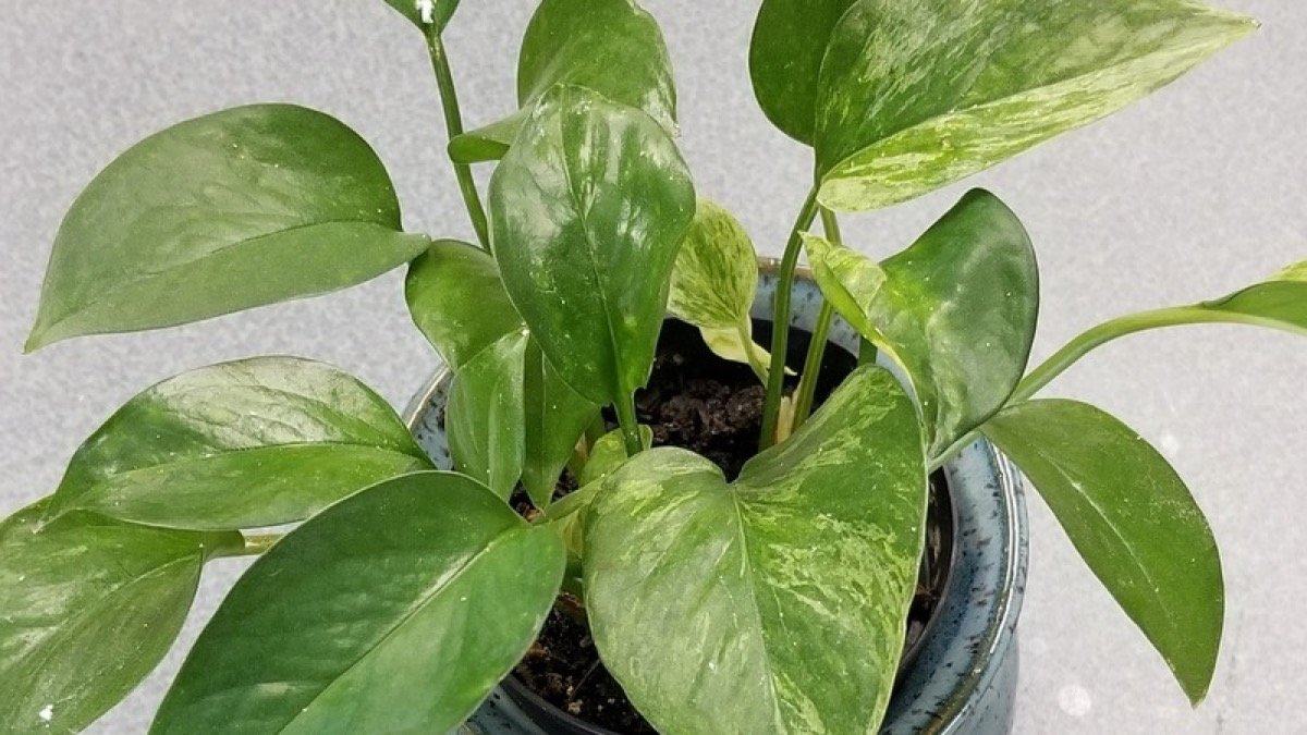 Real photo of green and yellow variegated golden pothos leaves on trailing stems