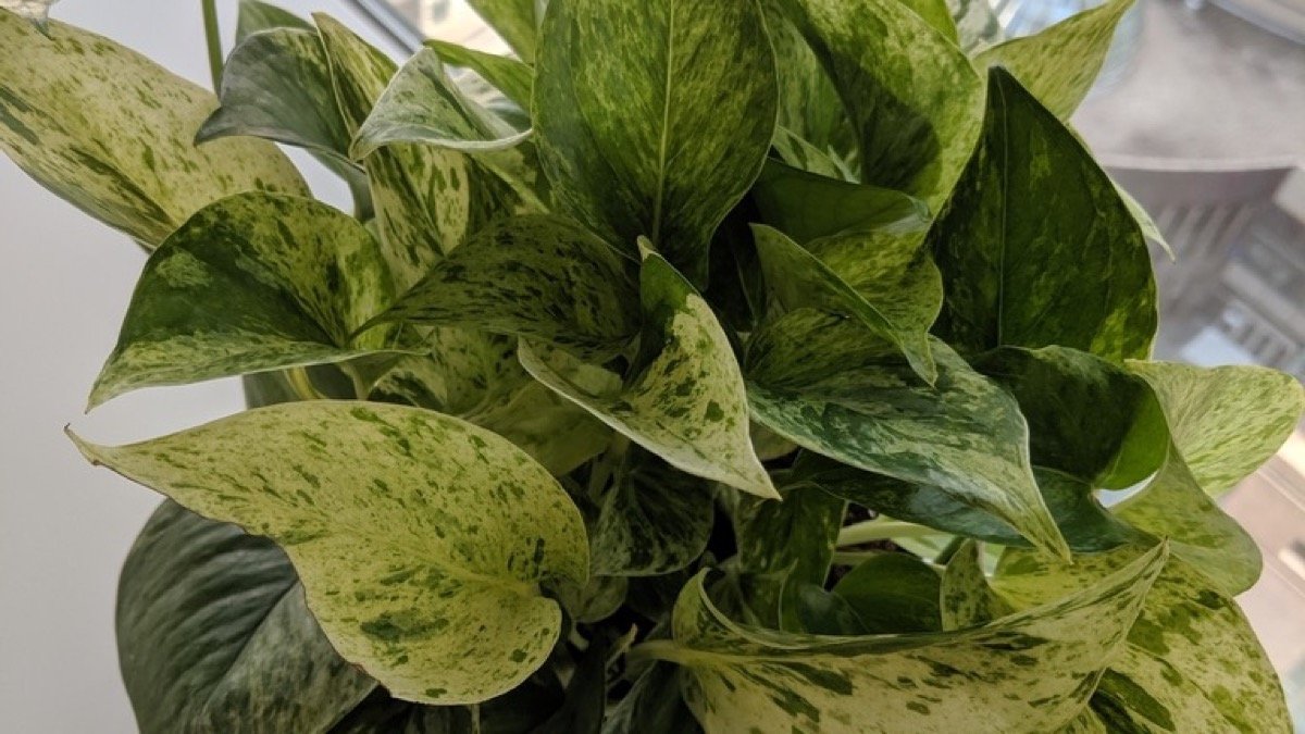Real photo of Marble Queen pothos leaves with green and white variegation