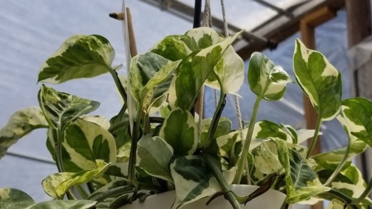 Real photo of N'Joy pothos with small green leaves and cream variegation