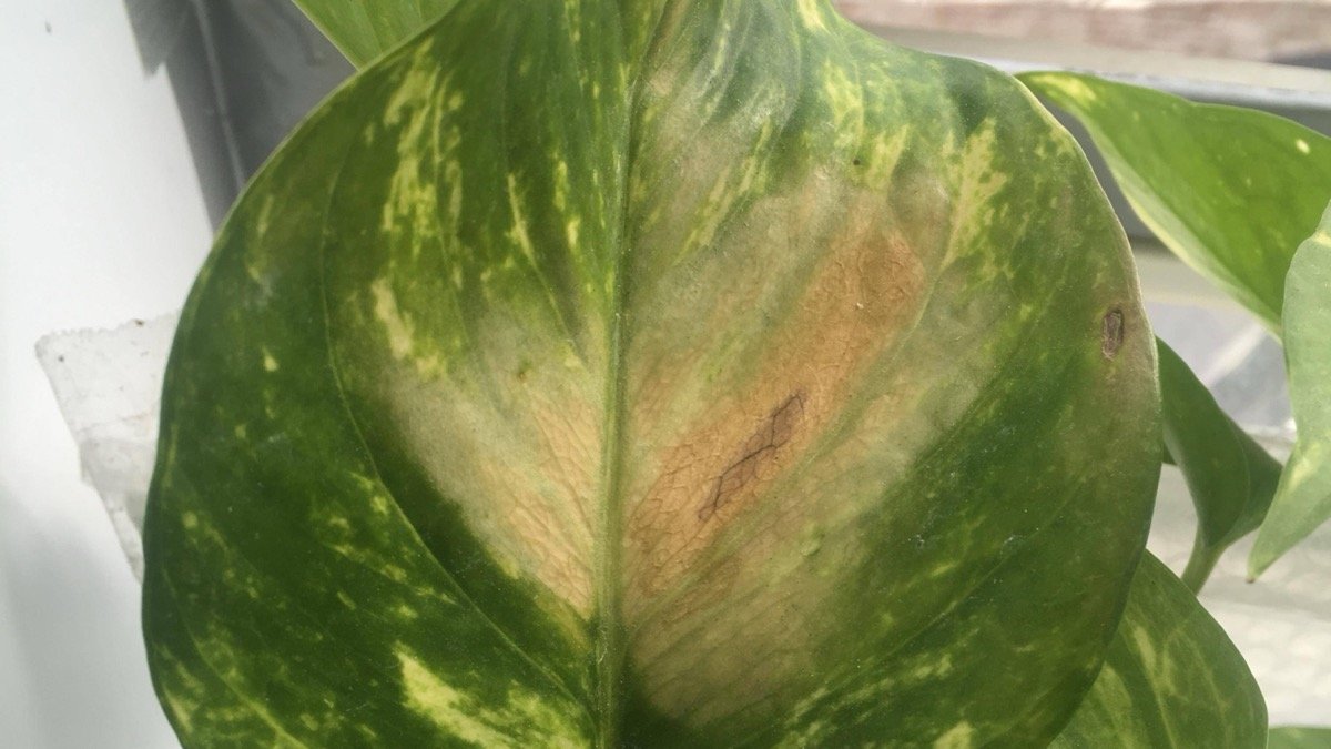A real pothos leaf with yellow and brown damage in the center