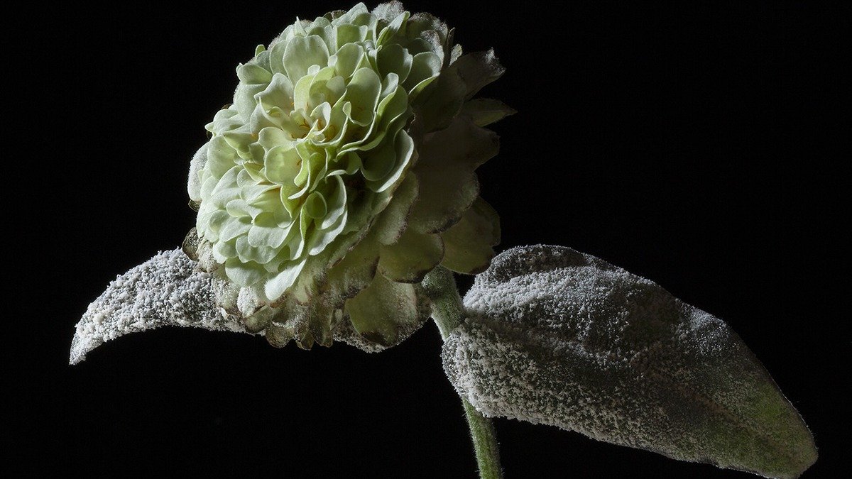 Real powdery mildew coating leaves and a flower on a green plant