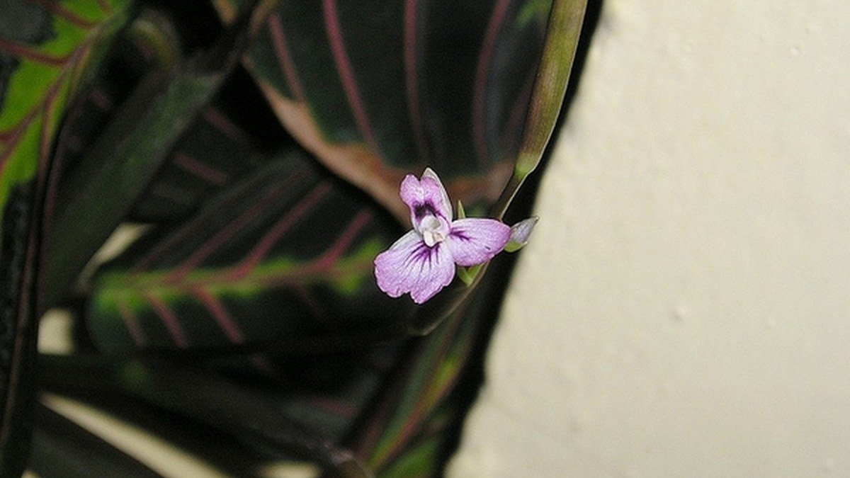 Real small prayer plant flower above patterned foliage
