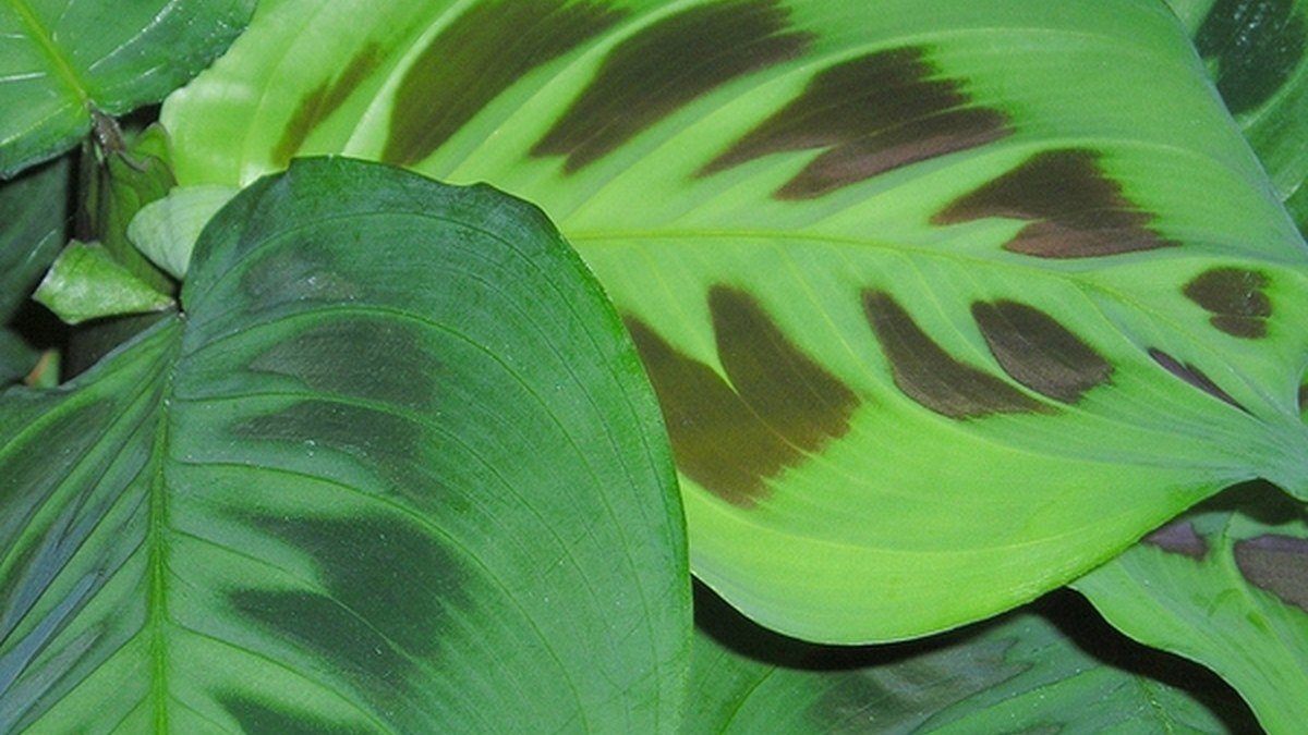 Real rabbit tracks prayer plant leaves with dark oval blotches