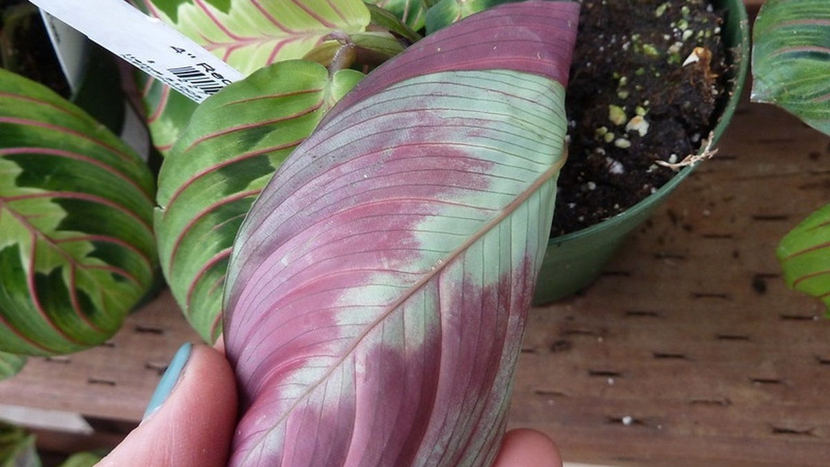 Real prayer plant leaf turned over to show the purple underside