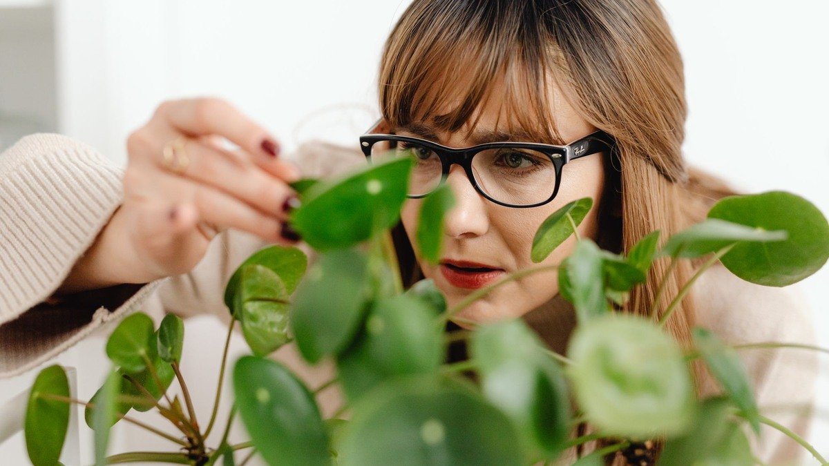 A person inspecting the leaves of a real houseplant indoors