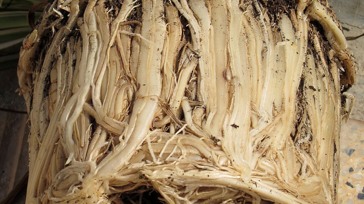 A real root-bound spider plant root ball during repotting