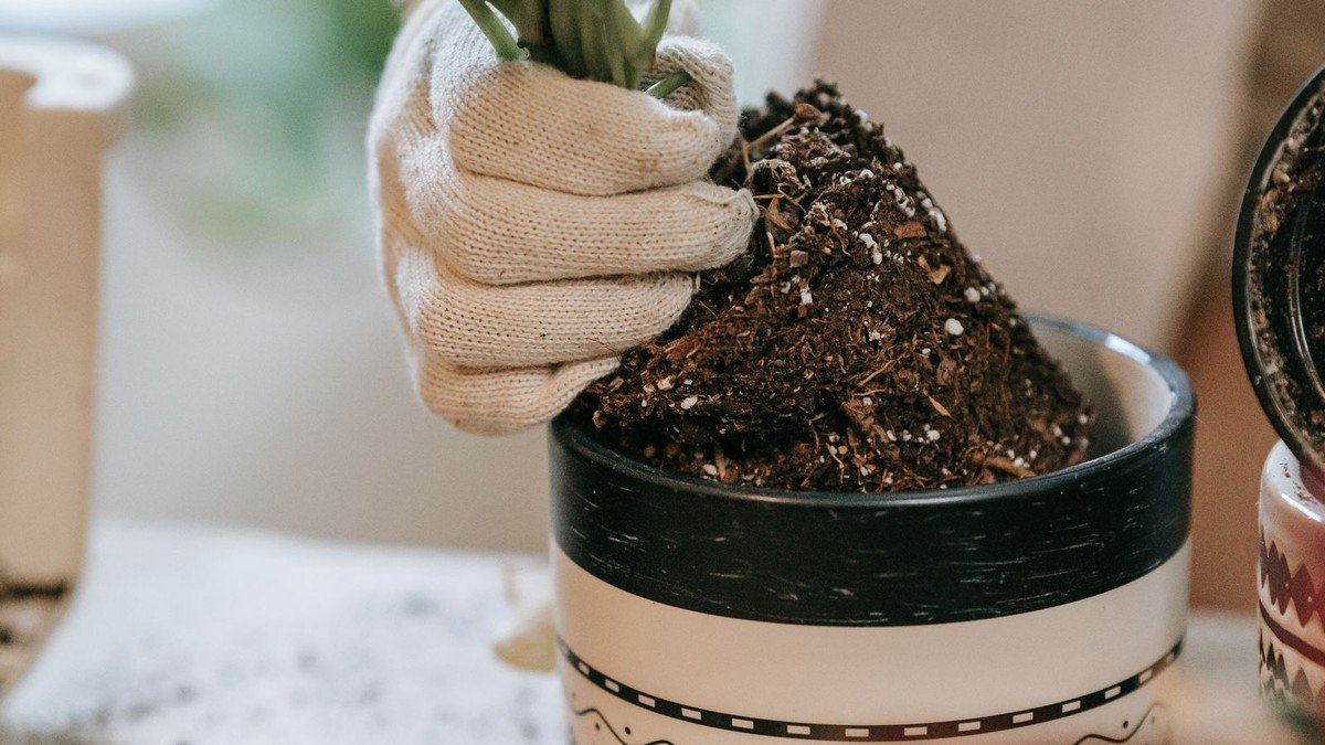 Gloved hands inspect and remove old potting mix from a houseplant root ball over a clean pot