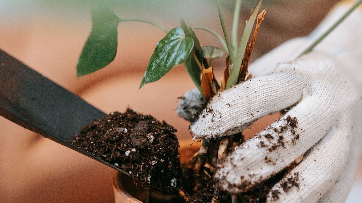 Gloved hands remove old potting mix from a houseplant root ball with a trowel