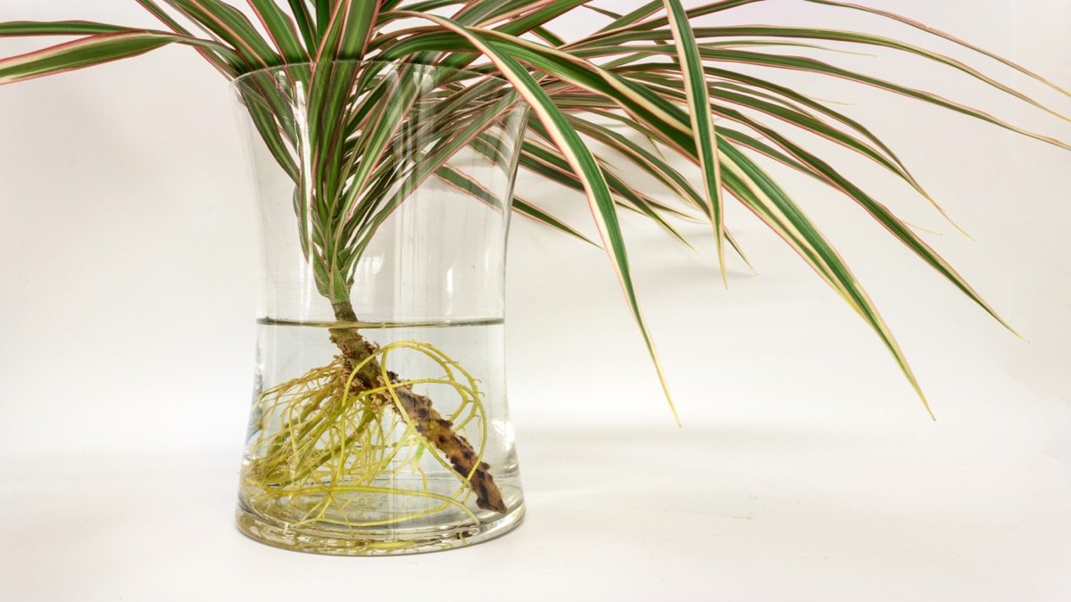 A real Dracaena houseplant with visible roots in clear water
