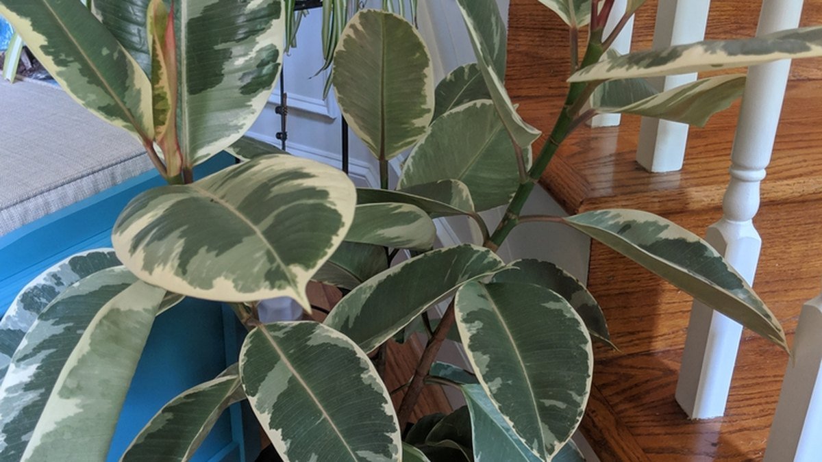 A real variegated rubber plant with cream and green oval leaves