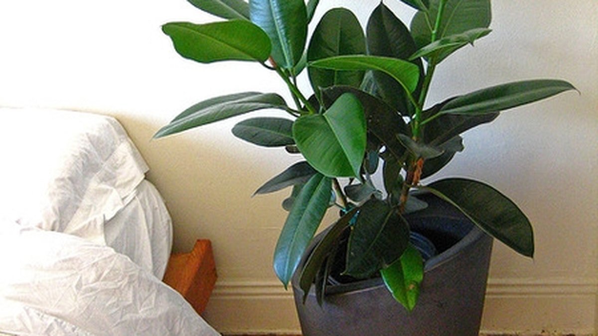 Real photo of a green rubber plant growing indoors in a pot
