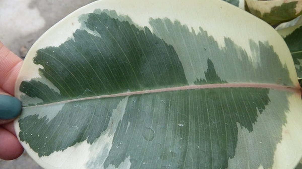 Real photo of a variegated rubber plant leaf with cream and green markings