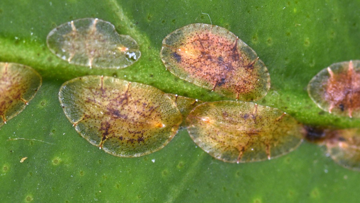 A real close-up of scale insects attached to a green leaf
