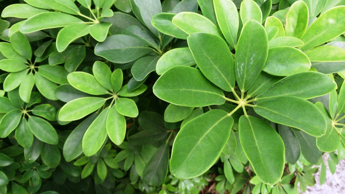 Real green dwarf schefflera leaves arranged like umbrella spokes
