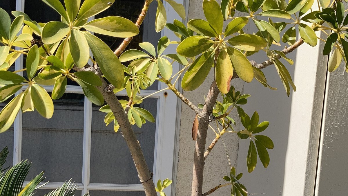Real Gold Capella schefflera foliage with green and yellow umbrella-like leaves
