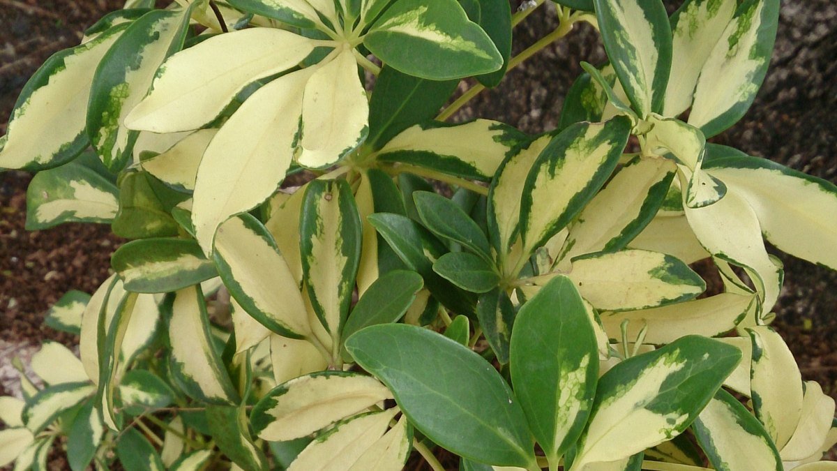 Real variegated dwarf schefflera leaves with cream and green markings